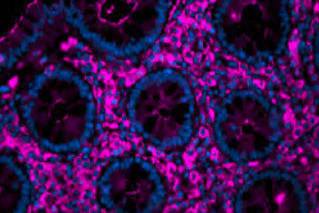 荧光标记各种凝集素 荧光标记各种凝集素
