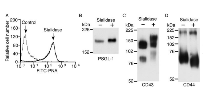 罗丹明标记的花生凝集素 罗丹明标记的花生凝集素