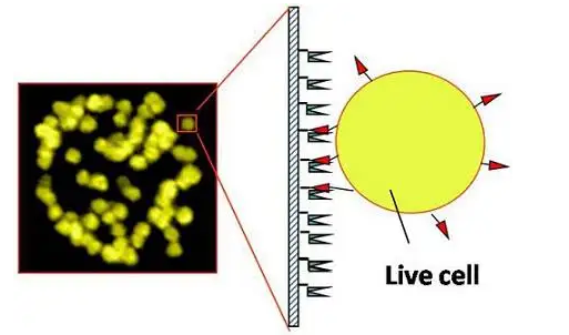 扁豆凝集素 扁豆凝集素