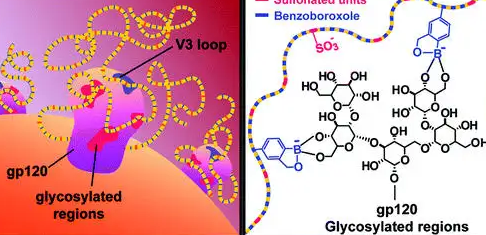 扁豆凝集素的抑菌试验