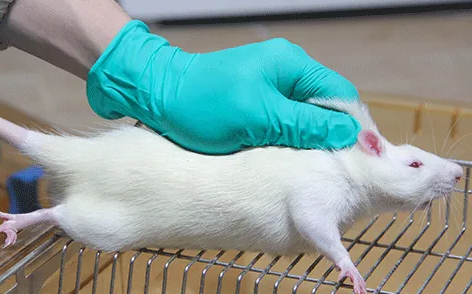 小鼠体内光学成像