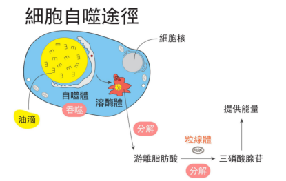 细胞活性 细胞活性
