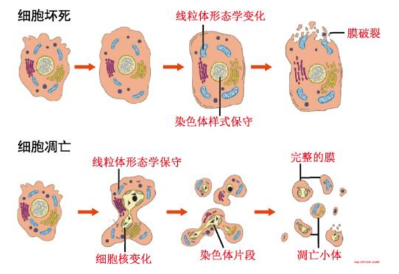 细胞活性 细胞活性