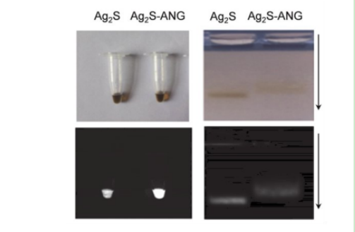 ANG多肽修饰硫化银Ag2S量子点 Ag2S-ANG