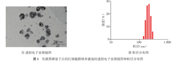 红细胞膜负载黑磷量子点 BPQD-EMNVs