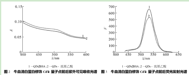 叶酸受体修饰CdTe/CdS量子点