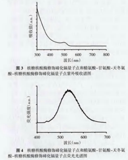 核糖核酸霉(RNaseA)修饰碲化镉(CdTe)量子点