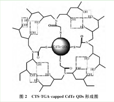 巯基化壳聚糖修饰碲化镉量子点CTS/CdTeQDs