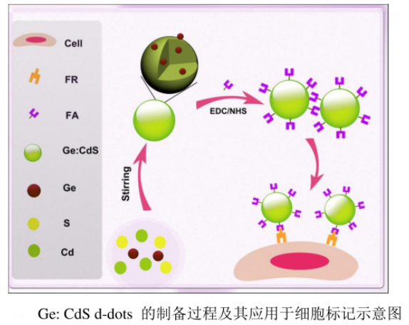 水溶性锗掺杂硫化镉量子点(Ge:CdSd-dots)