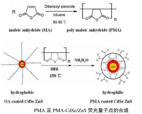 聚马来酸酐修饰水溶性CdSe/ZnS荧光量子点