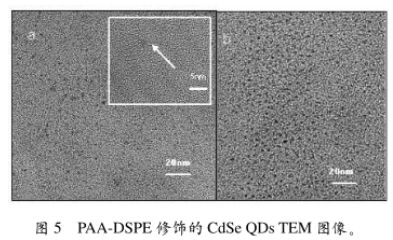 PAA-DSPE修饰CdSe硒化镉量子点