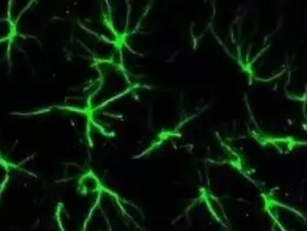 ATTO染料的激发与发射波长 介绍