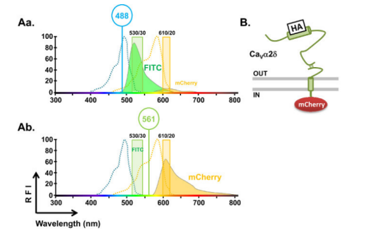 异硫氰酸荧光素 (fluorescein isothiocyanate, FITC) 异硫氰酸荧光素 (fluorescein isothiocyanate, FITC) 