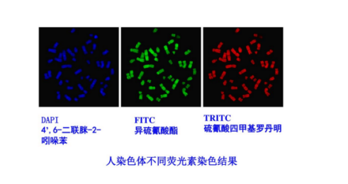 四甲基异硫氰酸罗丹明 TRITC