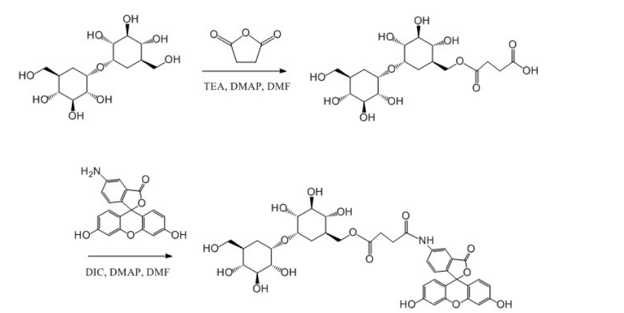 荧光素异硫氰酸酯FITC标记海藻糖的简单合成步骤