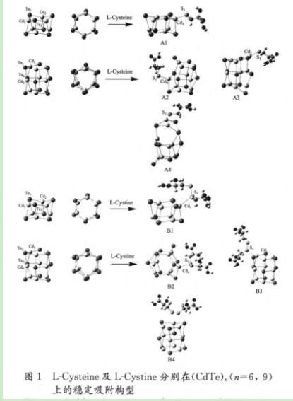 L-半胱氨酸修饰CdS量子点