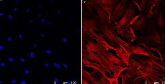 Cy3标记链霉亲和素，菁染料Cy3修饰链霉亲和素