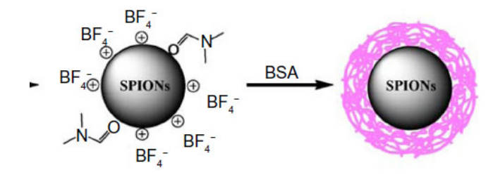 Cy5-AMT-SPIONs双模探针