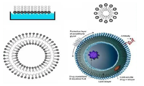 掺入不同形式聚乙二醇的大黄素脂质体的制备 ！！！