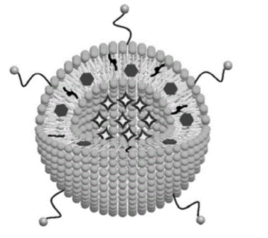 聚乙二醇化多西紫杉醇脂质体的定制合成