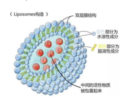 mPEG-DSPE修饰的紫杉醇脂质体