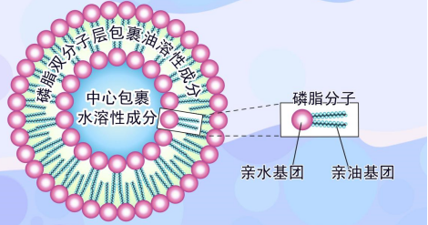 盐酸米托蒽醌聚乙二醇化脂质体的简单描述