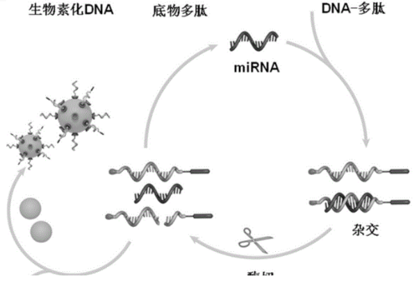 多肽修饰的梳状聚乙二醇 多肽修饰的梳状聚乙二醇
