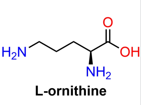 葡聚糖-鸟氨酸 Dextran-Ornithine 葡聚糖修饰鸟氨酸	