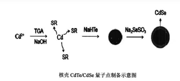 水溶性CdSeTe/ZnS量子点