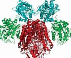 Ce6-PEG-HSA Ce6-PEG-HSA