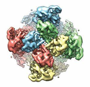 牛血清白蛋白 牛血清白蛋白
