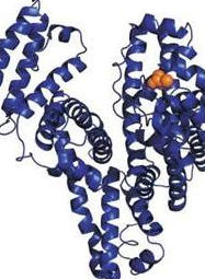 L-天冬氨酸修饰牛血清白蛋白，L-Aspartic acid-BSA的介绍