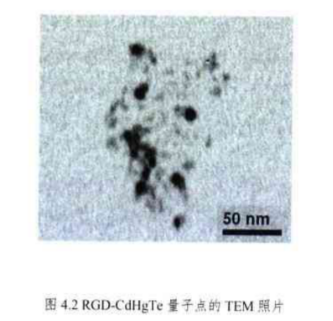 PEG修饰RGD-CdHgTe量子点