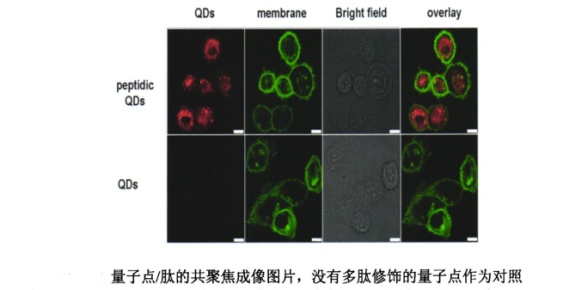 多肽Tat偶联CdTe近红外二区量子点