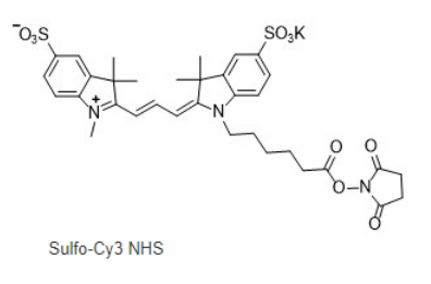 sulfo-Cy3-NHS ester