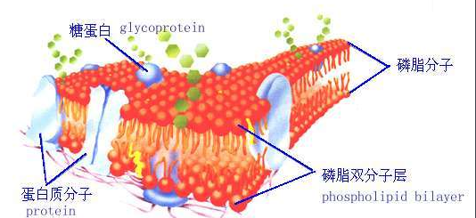 DSPE-PEG-海藻酸钠 DSPE-PEG-alginate