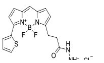 BDP 558/568 hydrazide，BDP 558/568酰肼