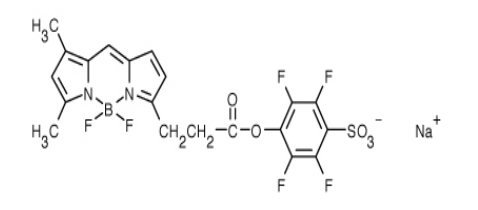 BODIPY FL, STP Ester, Sodium Salt