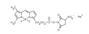 BODIPY FL Sulfonated Succinimidyl Ester