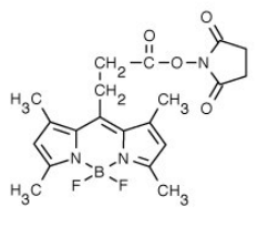 BODIPY 493/503 NHS 酯（琥珀酰亚胺酯）