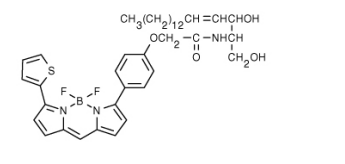 BODIPY  TR 神经酰胺