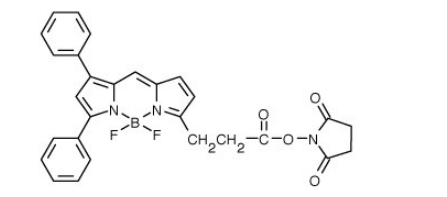 BODIPY 530/550 NHS 酯（琥珀酰亚胺酯）