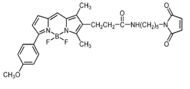 BODIPY TMR C5-马来酰亚胺