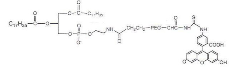 磷脂-聚乙二醇-荧光素/DSPE-PEG-FITC/Fluorescein-PEG-DSP产品说明