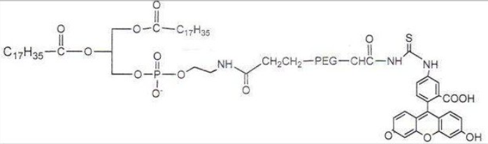DSPE-PEG-FITC 磷脂-聚乙二醇-荧光素产品描述