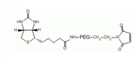Biotin-PEG-MAL生物素聚乙二醇马来酰亚胺产品描述