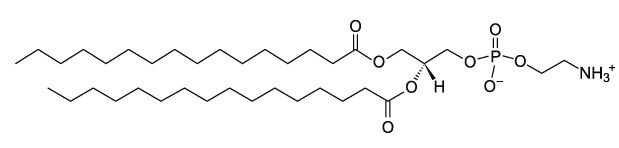 DPPE (16:0 PE)  