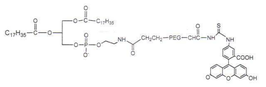 DSPE-PEG-FITC,MW:2000 磷脂-聚乙二醇-荧光素的技术信息