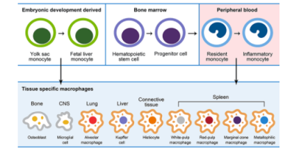 冻干巨噬细胞膜 Freeze dried macrophage membrane