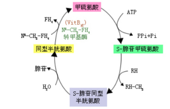 S腺苷同型半胱氨酸水解酶(SAHH)